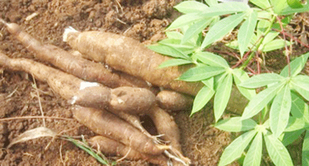Manioc