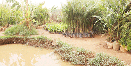 DIVERSES-PLANTES-DECORATIVES-DANS-UNE-PEPINIERE-DE-LA-CAPITALE