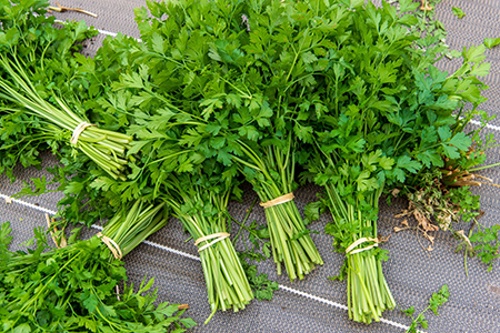bottes-persil-jardin-potager