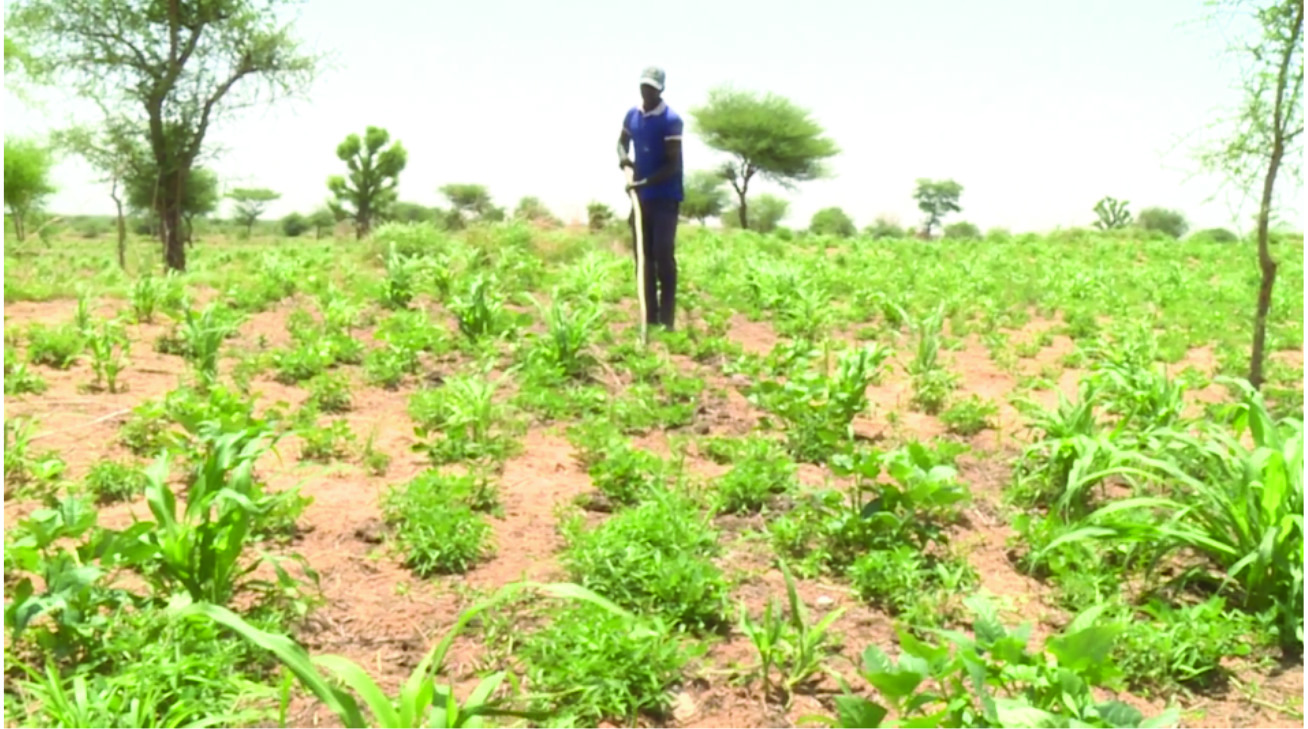Agriculture champ