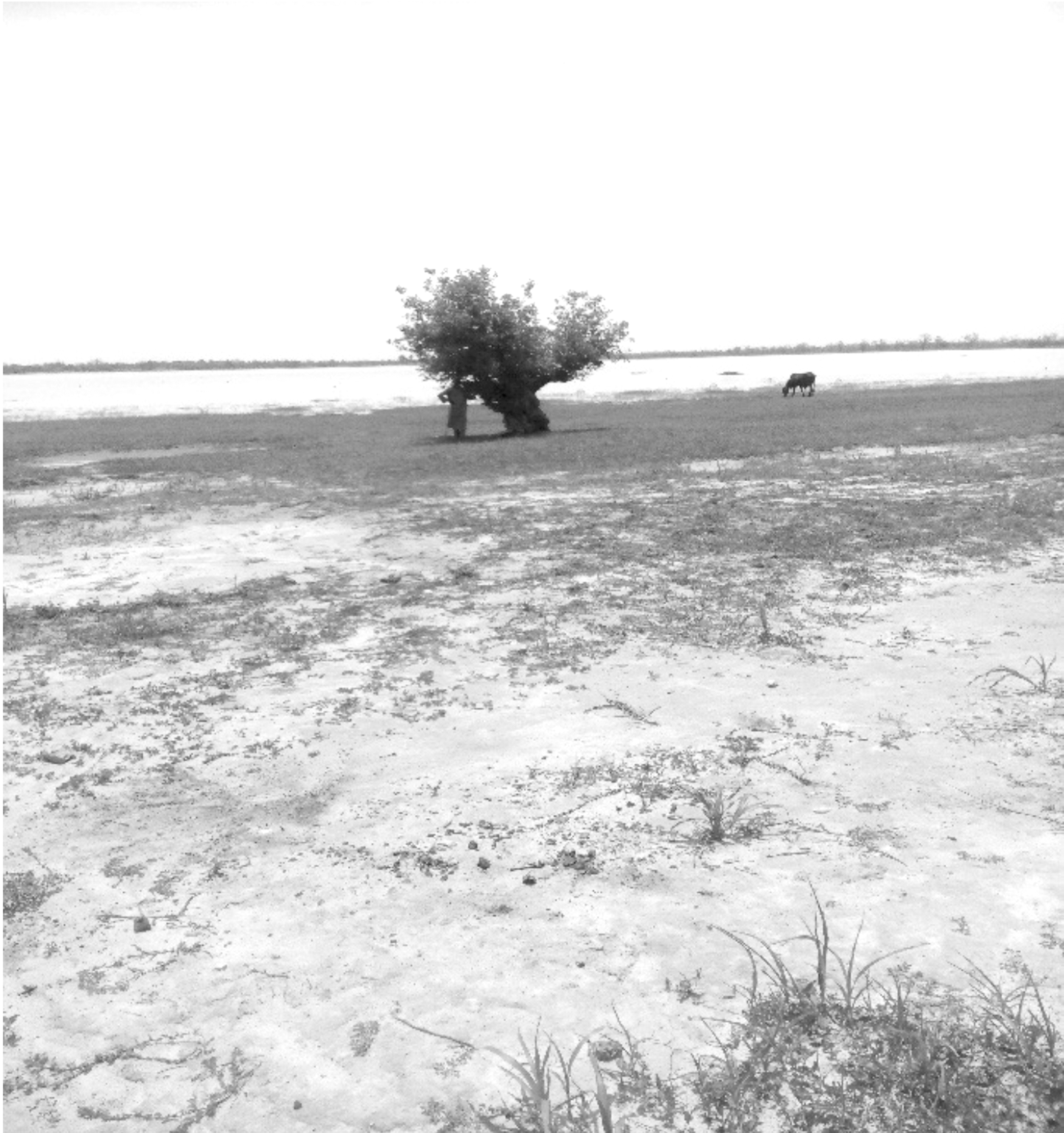 Gestion durable du Lac de Madarounfa Un impératif au même titre que