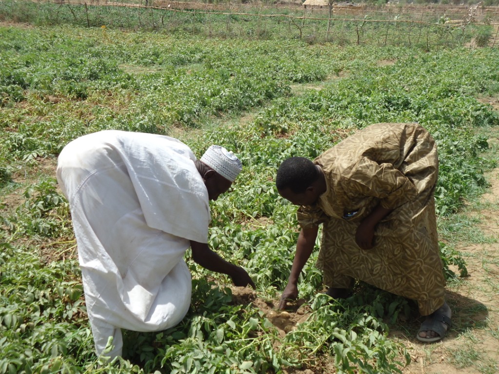 Recolte de pomme de terre au site de petite irrigation de Golam