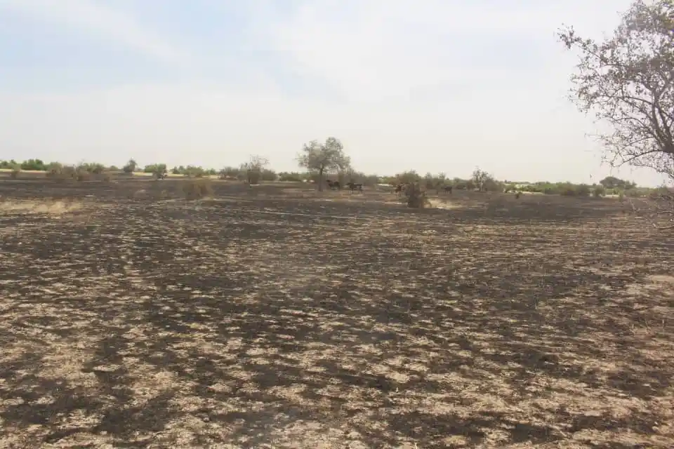 NGUIGMI-FEU-DE-BROUSSE
