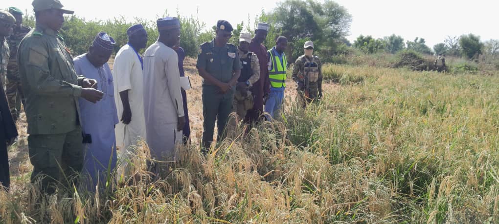 Dans une exploitation rizicole à la périphérie de Maradi