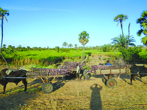 Canne à sucre à Zinder