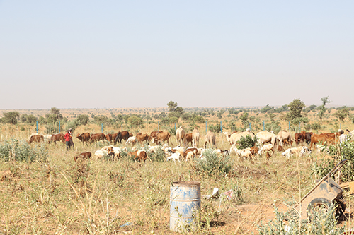 FERME INTEGREE D'ELEVAGE (2)