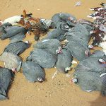 BBB DES PINTADES SUR LE MARCHE (4)