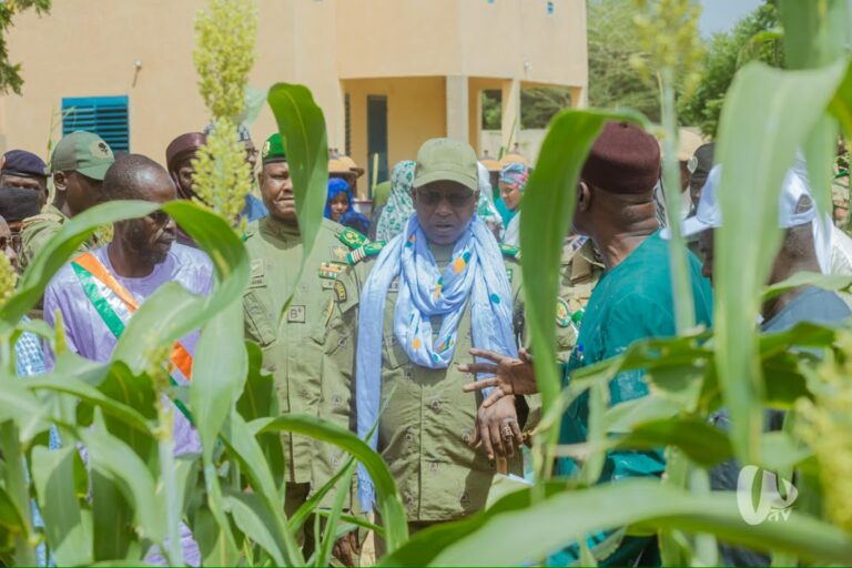 Champ de sorgho fourager à Doguéraoua