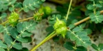 tribulus-terrestris