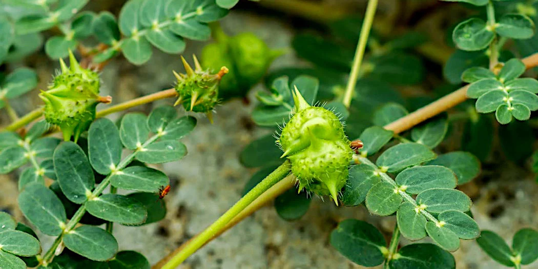 tribulus-terrestris